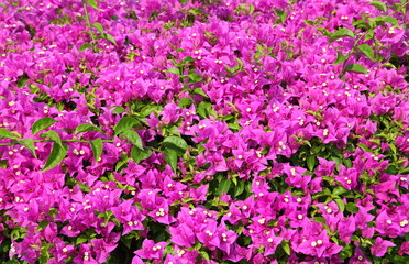 Pink Bougainvillea flower 