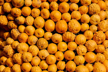 Pumpkins at outdoor farmer market. Pumpkin patch. Halloween decor with various pumpkins, autumn vegetables and flowers. Harvest and garden decoration. High quality photo