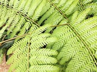 Natural green fern leaf. Closeup