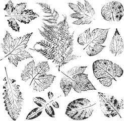 Isolated black stamps of herbs, leaves of tree and bush on white background. Leaf ink print. Set of plant imprint. Print of fern.
