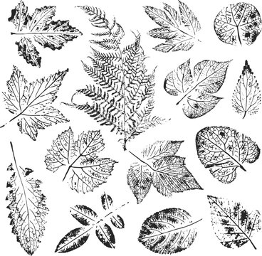 Isolated black stamps of herbs, leaves of tree and bush on white background. Leaf ink print. Set of plant imprint. Print of fern.