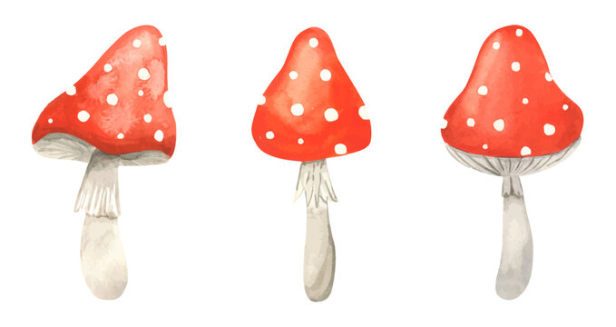 Set watercolor Fly agaric mushroom. Hand drawn poison fungi amanita muscaria. Red big fly agaric with white speckled. A poisonous dangerous mushroom for making potions