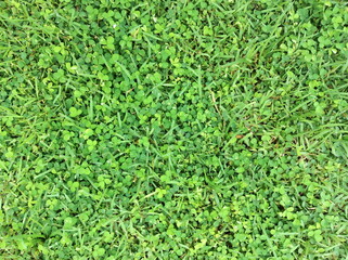 Nature green grass background top view