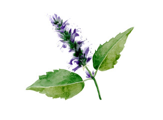 Watercolor patchouli illustration. Hand drawn patchouli branch with leaves and flowers isolated on transparent background. Herbal medicine and aroma therapy. Cosmetics and medical plant. - obrazy, fototapety, plakaty