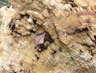 Petrified wood, stone texture background.