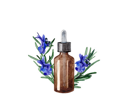 Watercolor illustration with essential oil of rosemary. Hand drawn bottle of essential oil with narrow thin leaves and blue flowers on a transparent background. Herbal medicine and aroma therapy