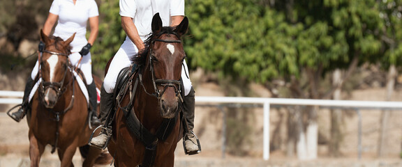 Horseback riding, equestrian young couple is riding a horse