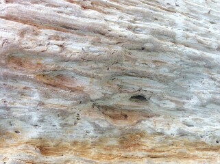 Petrified wood, stone texture background.