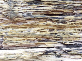 Petrified wood, stone texture background.