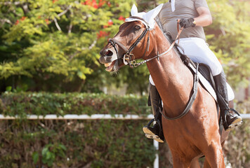 Obraz premium Horseback riding, equestrian man is riding a horse
