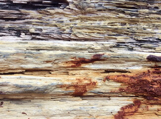 Petrified wood, stone texture background.