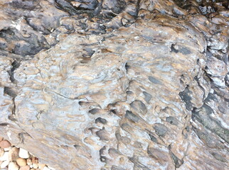 Petrified wood, stone texture background.