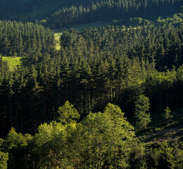 Basque forests in Axpe, Spain