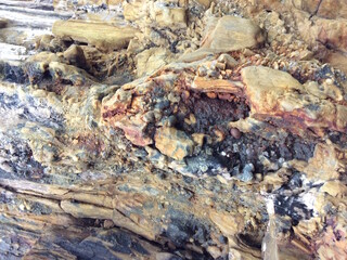 Petrified wood, stone texture background.
