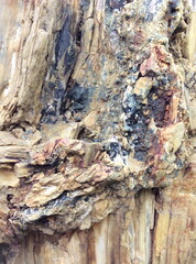 Petrified wood, stone texture background.