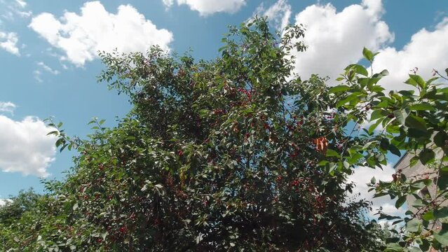 Cherry berries on a tree slow motion sky on background