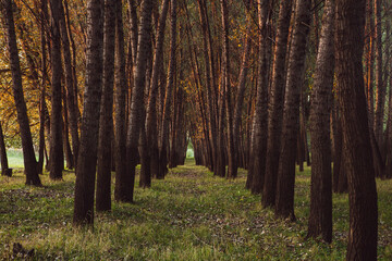 Photo of a beautiful forest of poplar trees in Romania, Europe