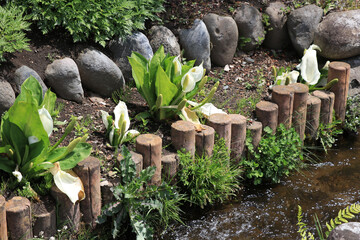 水辺に咲く白い水芭蕉