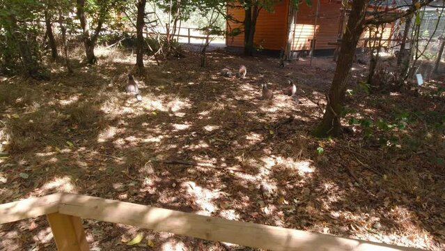 Lemur family in the forest slow motion outdoors