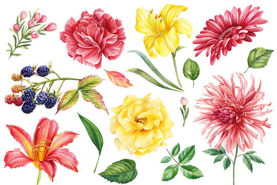 Dahlia, rose, lily, carnation and blackberry. flowers set on white background, watercolor botanical painting