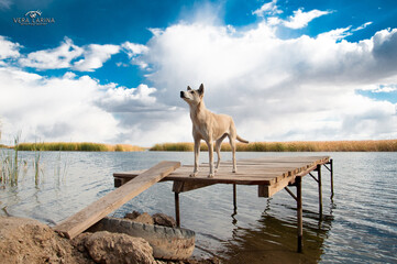 The dog walks in nature by the pond. The hunting dog is looking for prey. Walk with animals in the...