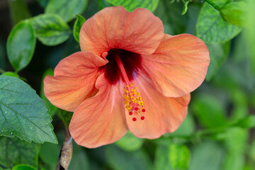 Orange, hibiscus flower (Hibiscus rosa-sinensis). Chinese rose or pink mallow. Close-up. Soft focus. Shallow depth of field.