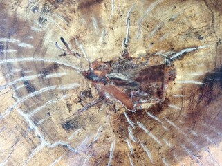 Old tree stump texture background