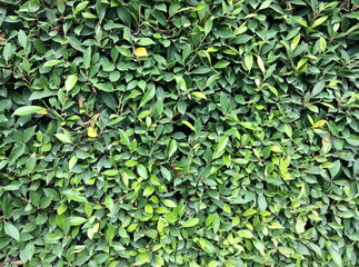 green leaf background