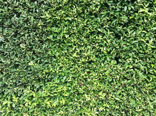 green leaf background