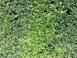 green leaf background