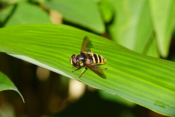 Naklejka premium Close up male hoverfly, Yellow-barred Pond Fly, Sericomyia silentis, family Syrphidae. On a bamboo leaf. Dutch garden, Autumn, September, Netherlands