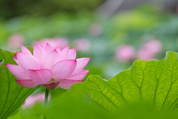 Fototapeta premium 美しい蓮の花