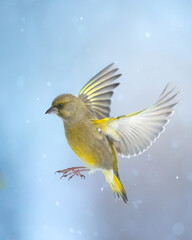 The European greenfinch (Chloris chloris) or common greenfinch songbird flying bird in snow	