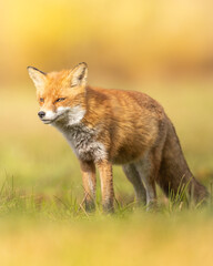 Fototapeta premium Fox (Vulpes vulpes) in autumn scenery, Poland Europe, animal walking among winter meadow in orange background snow