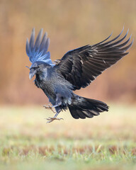 Bird beautiful raven ( Corvus corax ) North Poland Europe