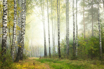 Obraz premium Misty autumn forest. Early autumn in misty forest. Morning fog in autumn forest Poland Europ
