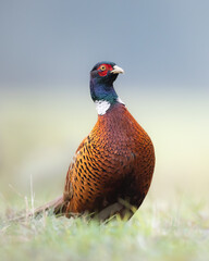 male Common pheasant (Phasianus colchius) Ring-necked pheasant in natural habitat, grassland in early winter