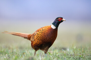 male Common pheasant (Phasianus colchius) Ring-necked pheasant in natural habitat, grassland in early winter
