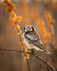 Hawk Owl Surnia ulula in Winter time, North Poland, Europe winter frosty day in buckthorn field	