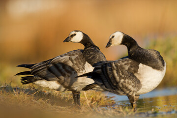 Bird goose - Barnacle geese Branta leucopsis migratory bird resting in Poland Europe, autumn