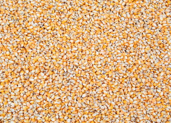 Corn seeds as background