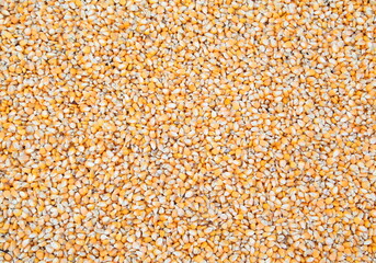 Corn seeds as background