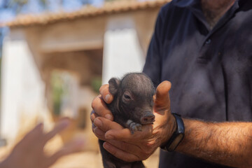 Baby pig in farmer's hands.