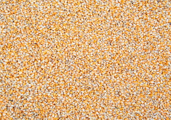 Corn seeds as background