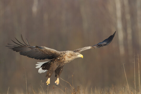 flying Majestic predator adult White-tailed eagle, Haliaeetus albicilla in Poland wild nature