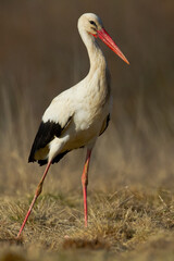 Fototapeta premium Bird White Stork Ciconia ciconia hunting time early spring in Poland europe