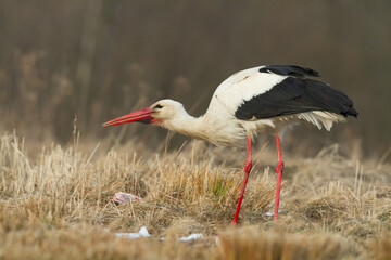 Fototapeta premium Bird White Stork Ciconia ciconia hunting time early spring in Poland europe