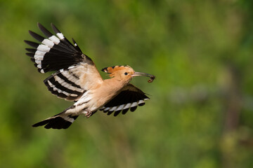 Obraz premium Bird Hoopoe Upupa epops, summer time in Poland Europe flying bird