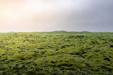 Lava field covered with green moss
