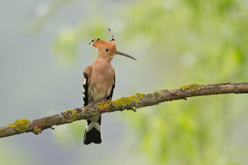 Bird Hoopoe Upupa epops, summer time in Poland Europe
